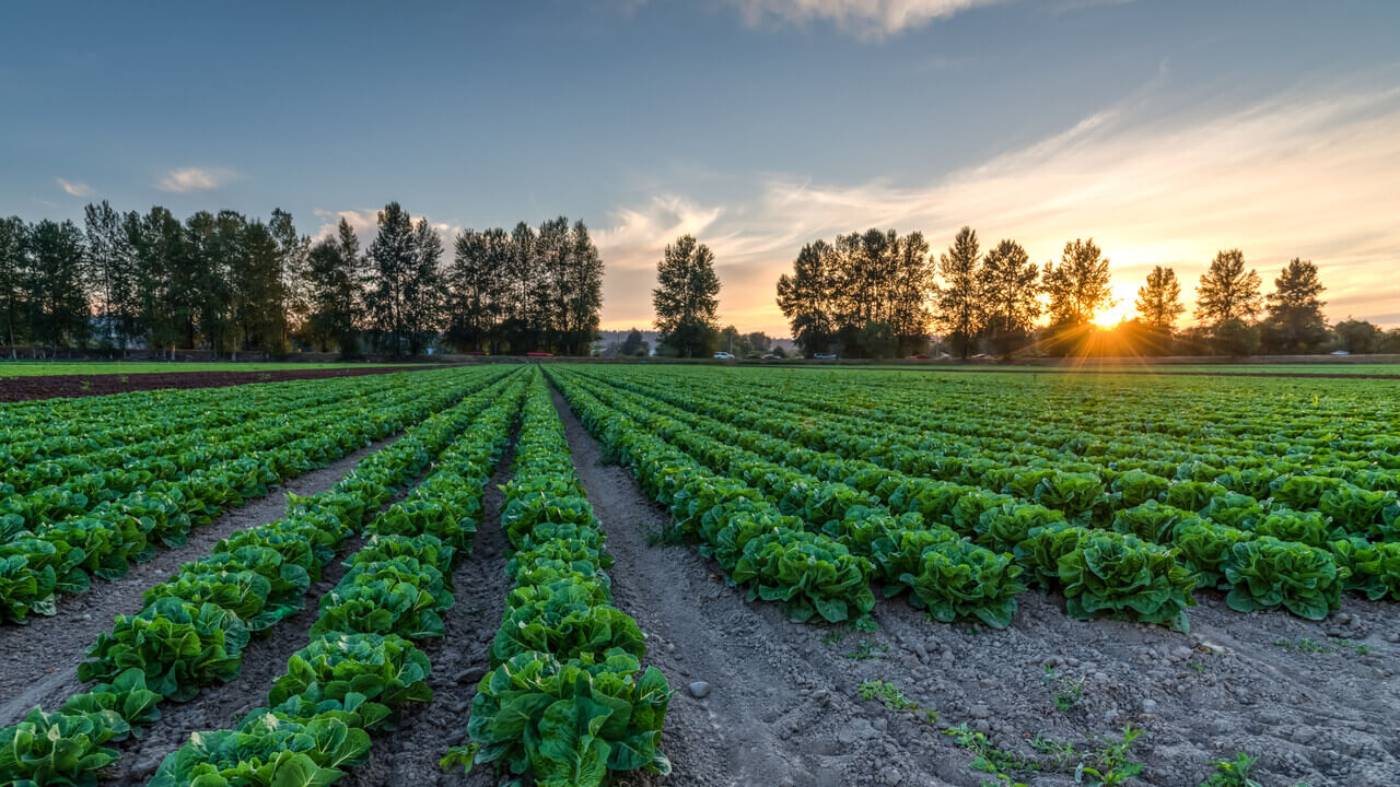 Organic Farming