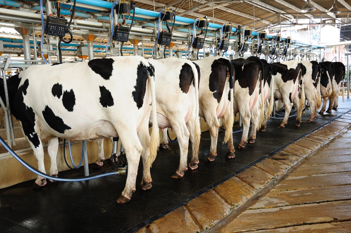 Dairy & Livestock
