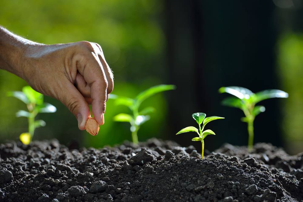 Seeds & Inputs